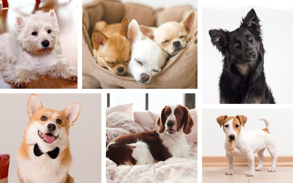 An image collage of adorable dogs